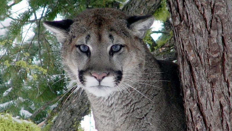Oregon's Diverse Forest Kingdoms