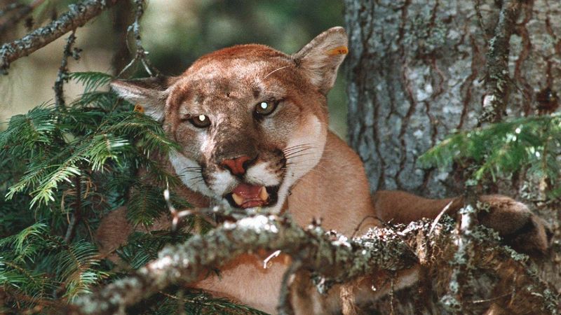 Oregon's Forest Cat Confrontations