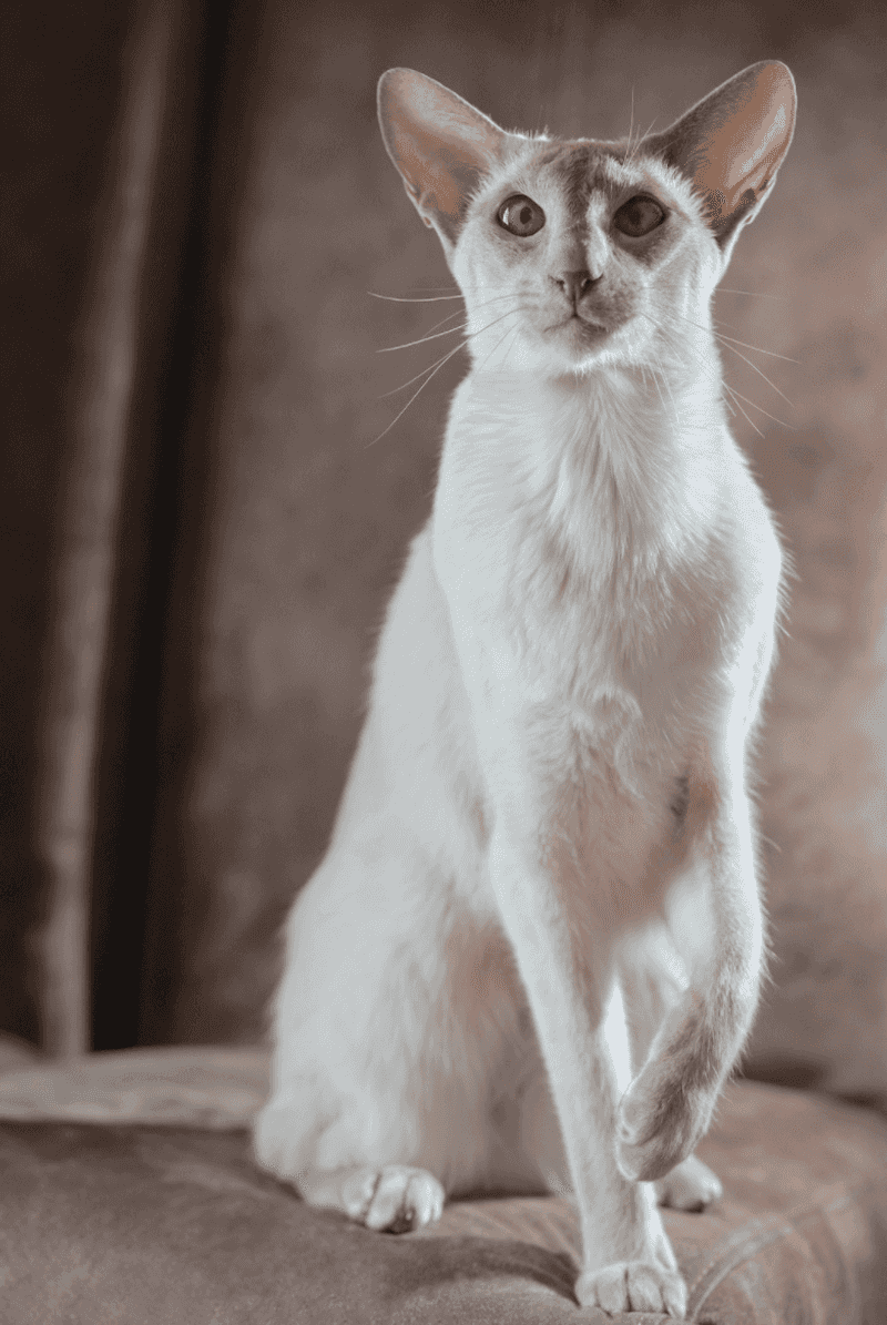 Oriental Shorthair