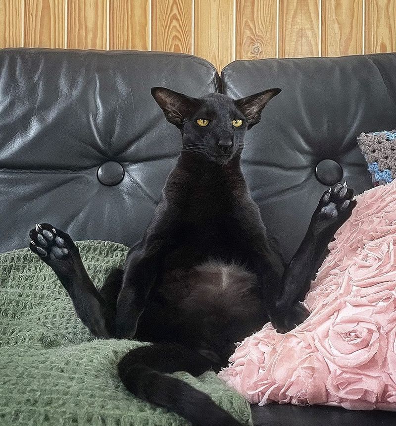 Oriental Shorthair
