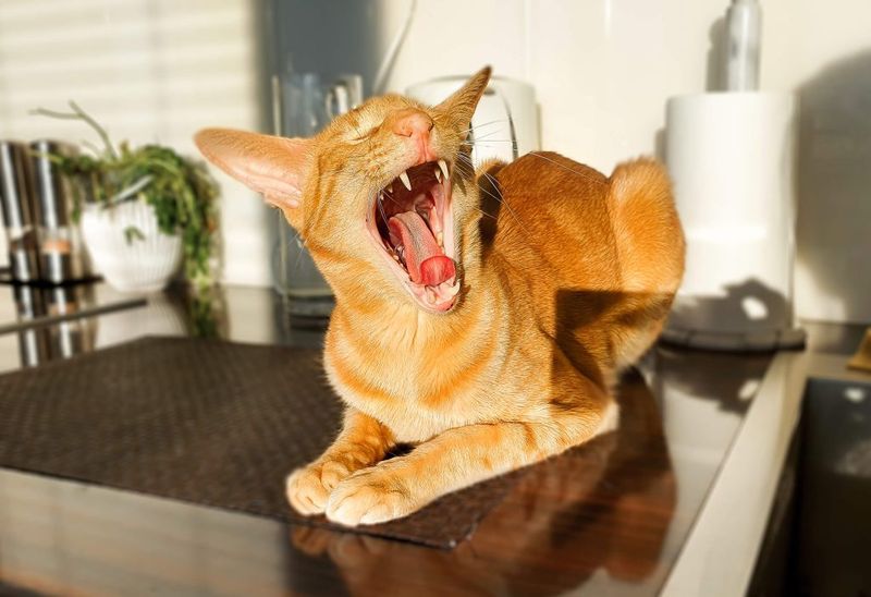 Oriental Shorthair