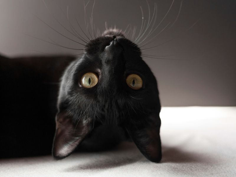 Oriental Shorthair