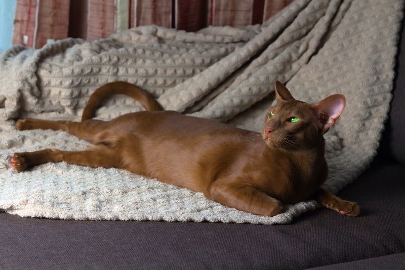 Oriental Shorthair
