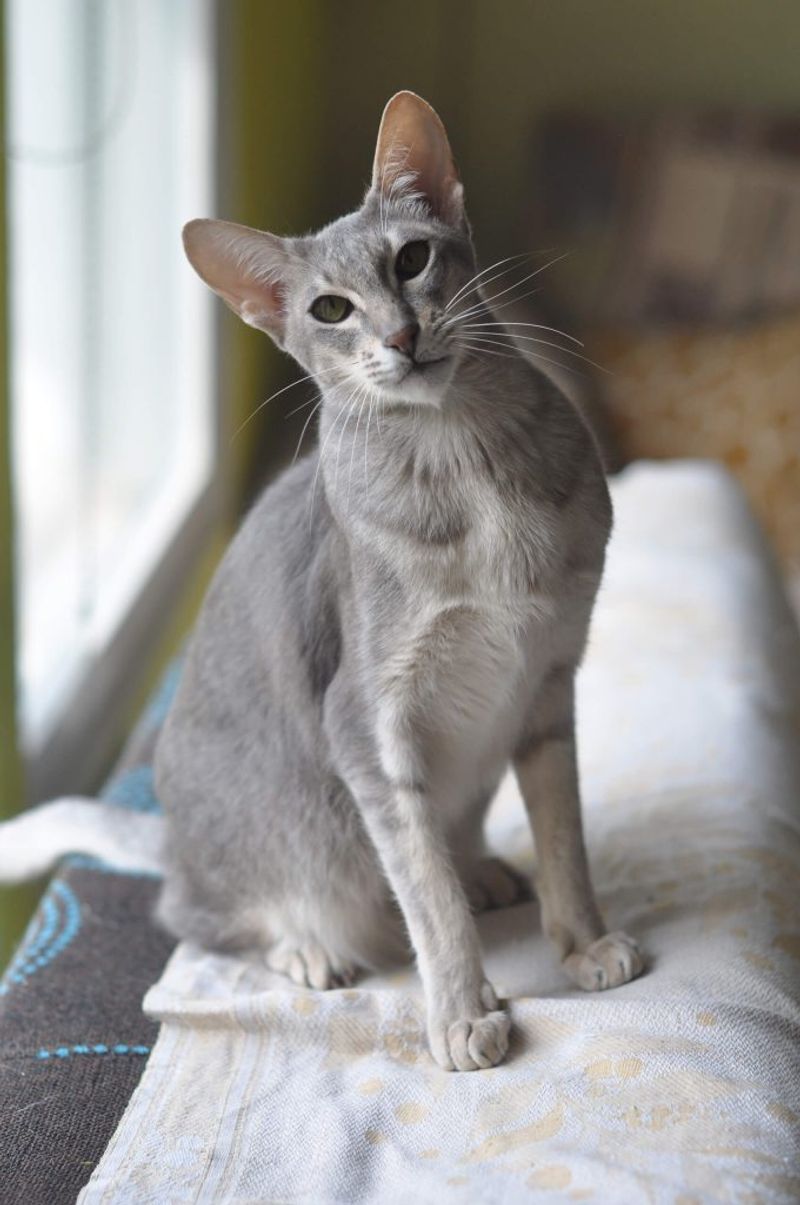 Oriental Shorthair