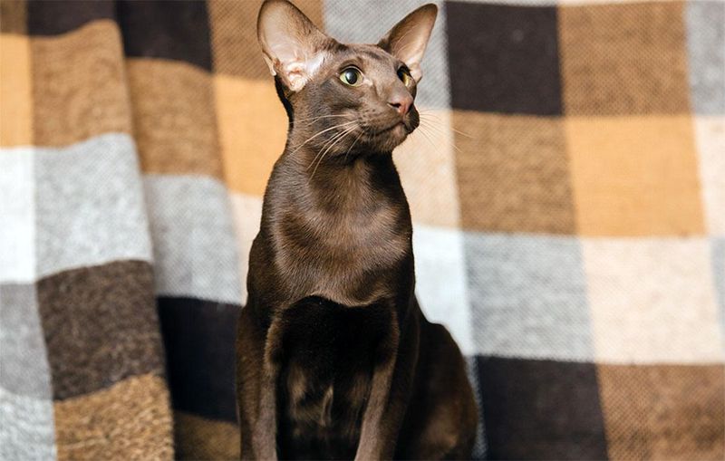 Oriental Shorthair