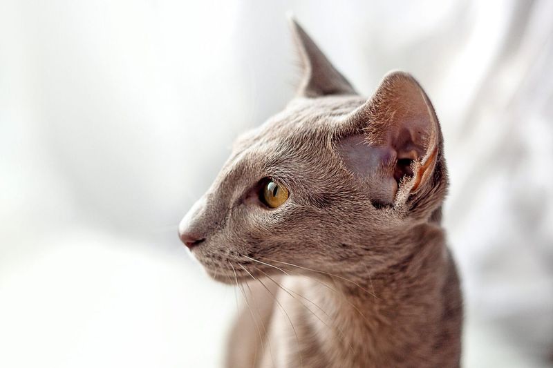 Oriental Shorthair