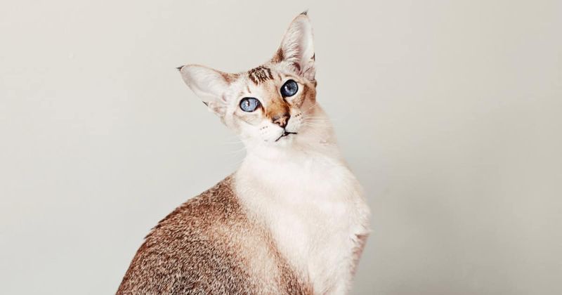 Oriental Shorthair