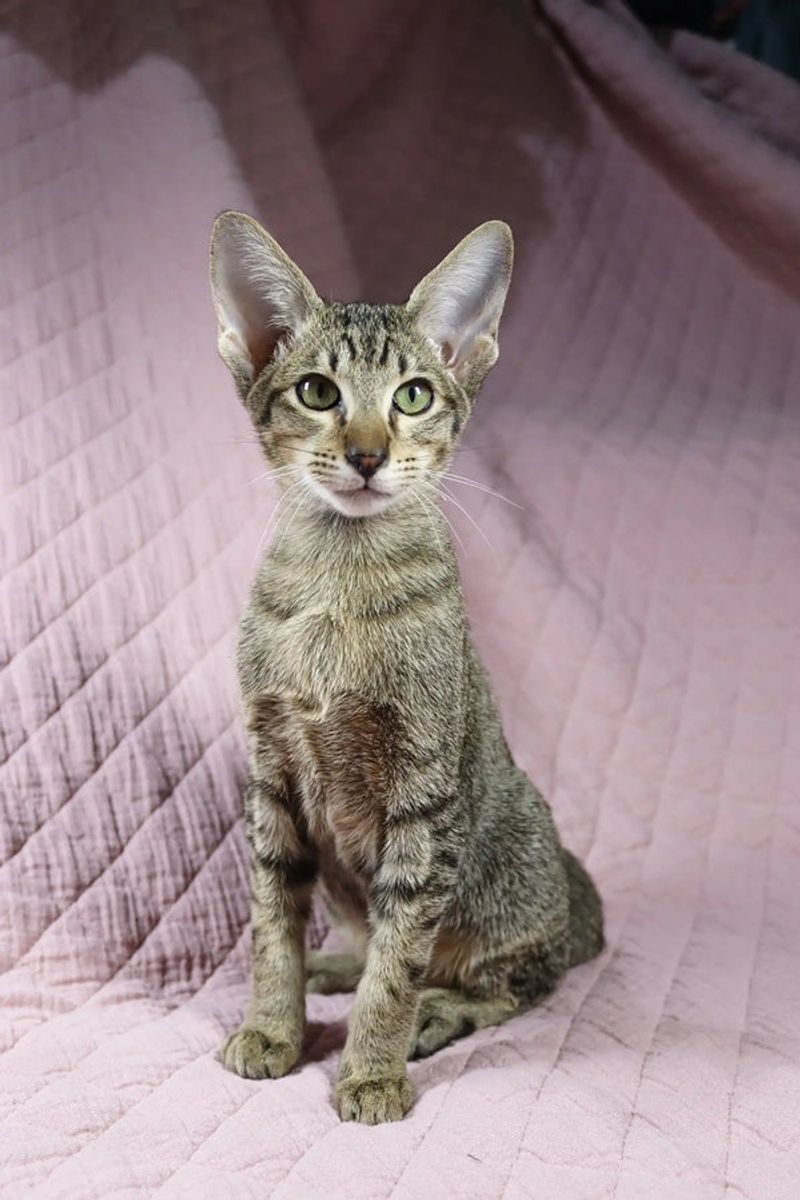 Oriental Shorthair: Elegant Extroverts with Endless Personality