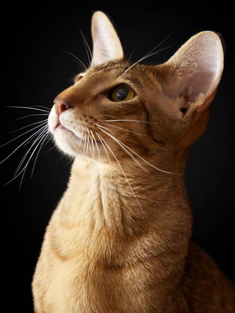 Oriental Shorthair: Vocal and Vigilant