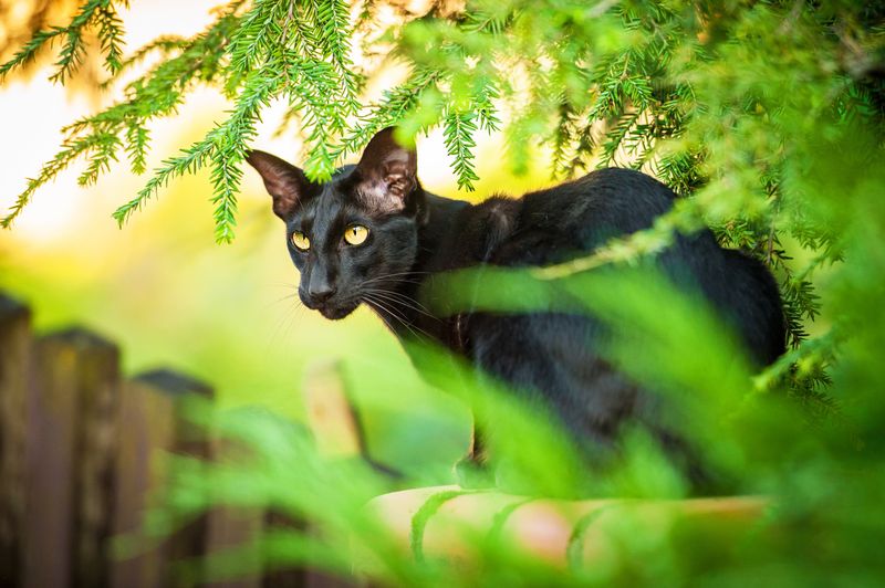 Oriental Shorthair