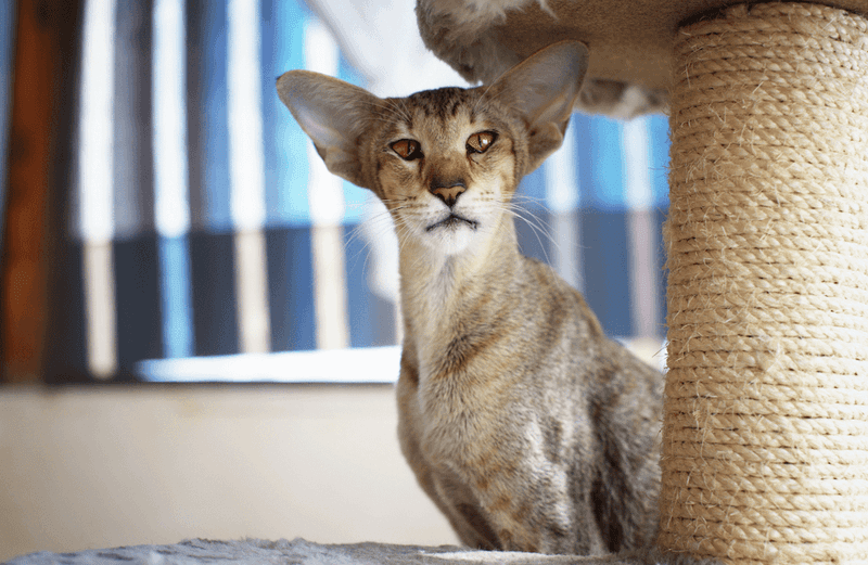 Oriental Shorthair