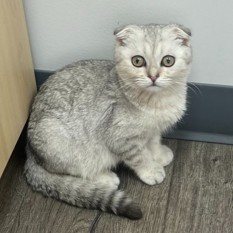 Origami for a Scottish Fold
