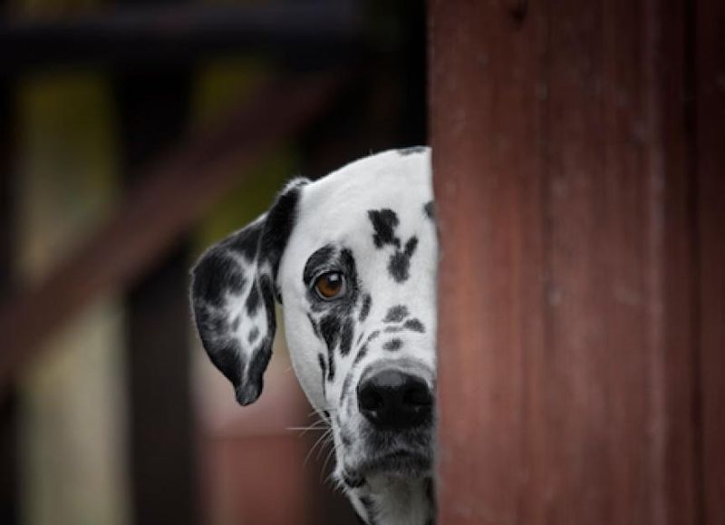 Other Pets Reacting To An Invisible Presence