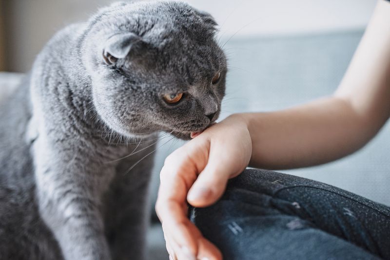 Over-Attentive or Under-Attentive Humans
