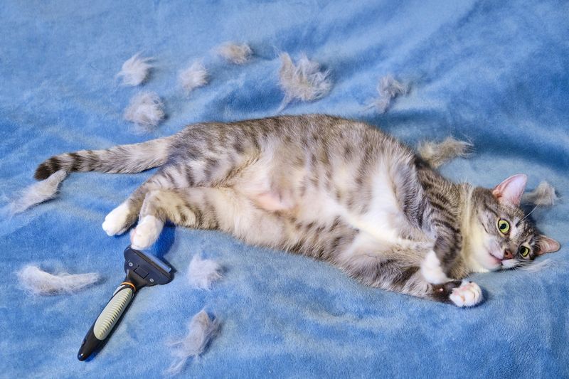 Over-Grooming or Hair Loss