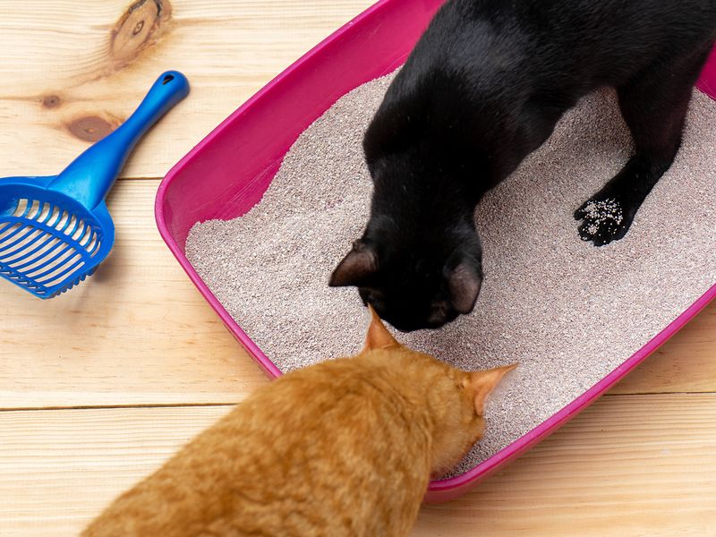 Overcrowding the Litter Box Area