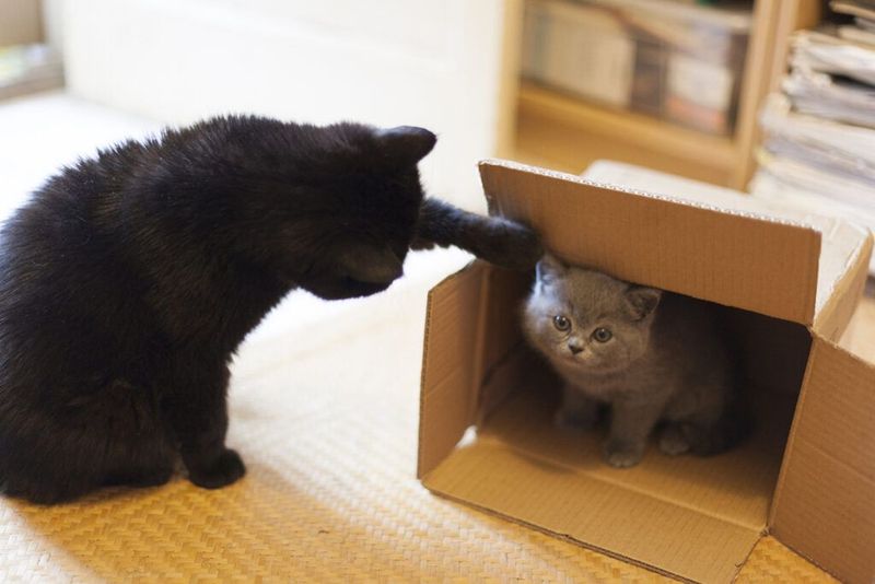 Overlooking Compatibility with Current Pets