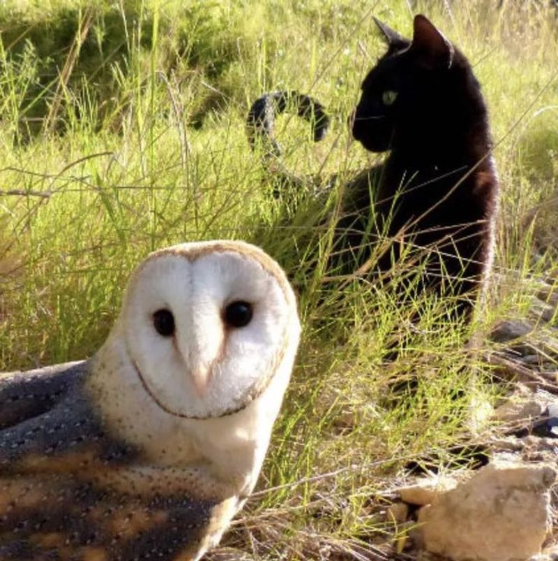 Owls
