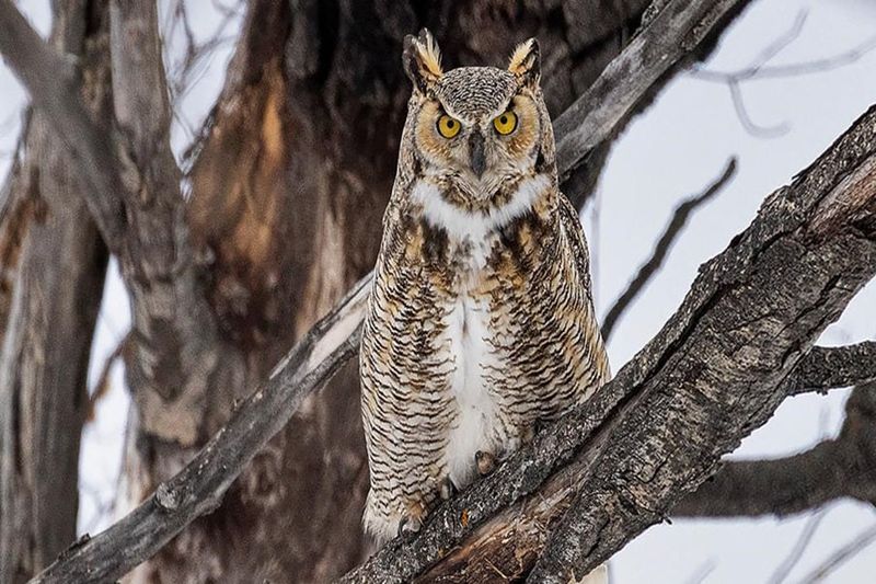 Owls