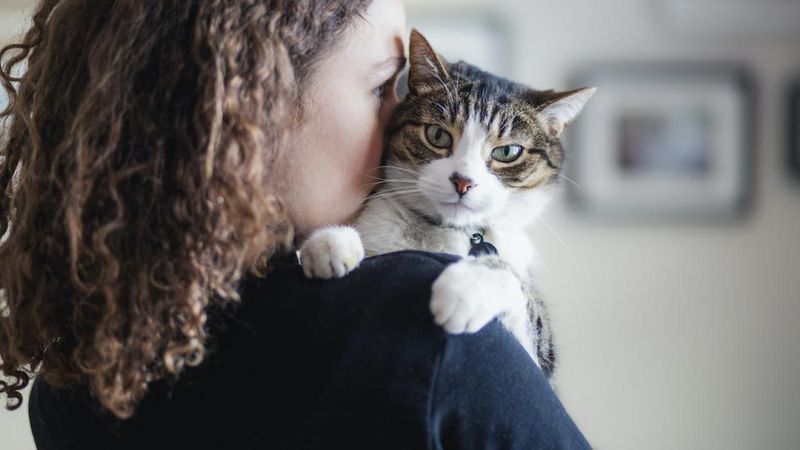 Owner Anxiety Transfer