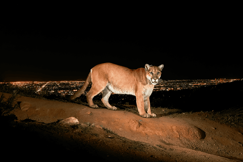 P-22 – The Hollywood Mountain Lion