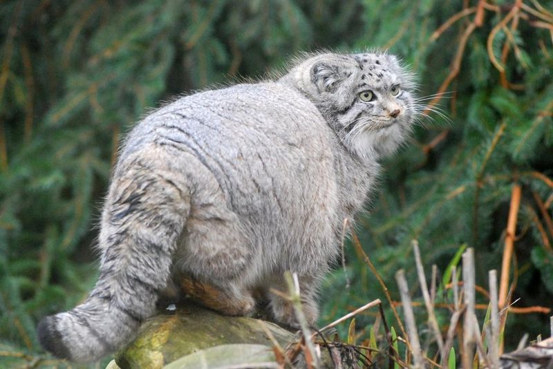 Pallas's Cat