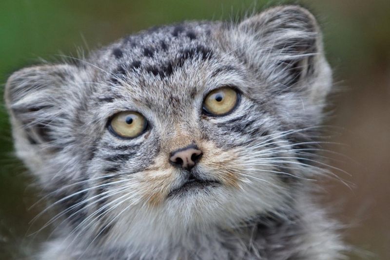 Pallas's Cat