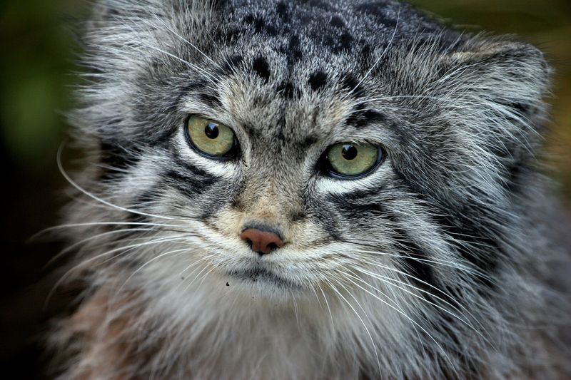 Pallas Cat