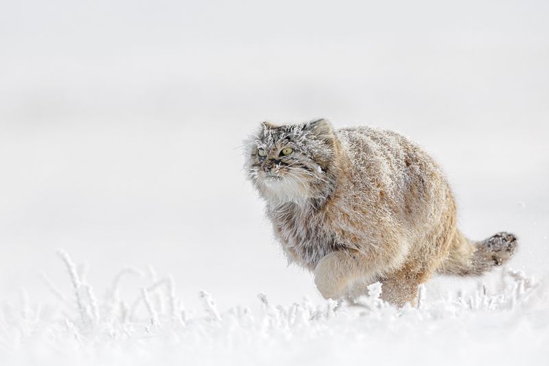 Pallas's Cat