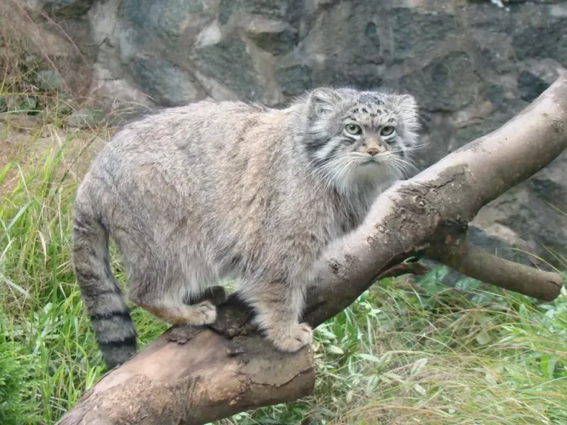Pallas's Cat