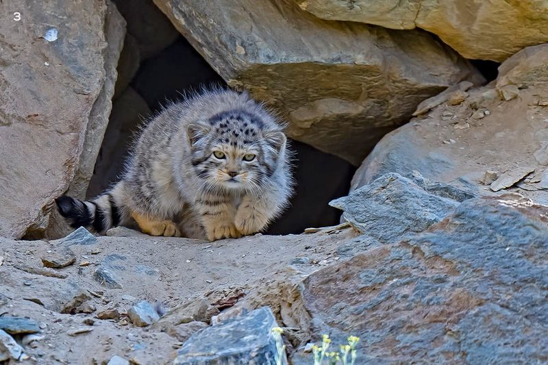 Pallas’s Cat
