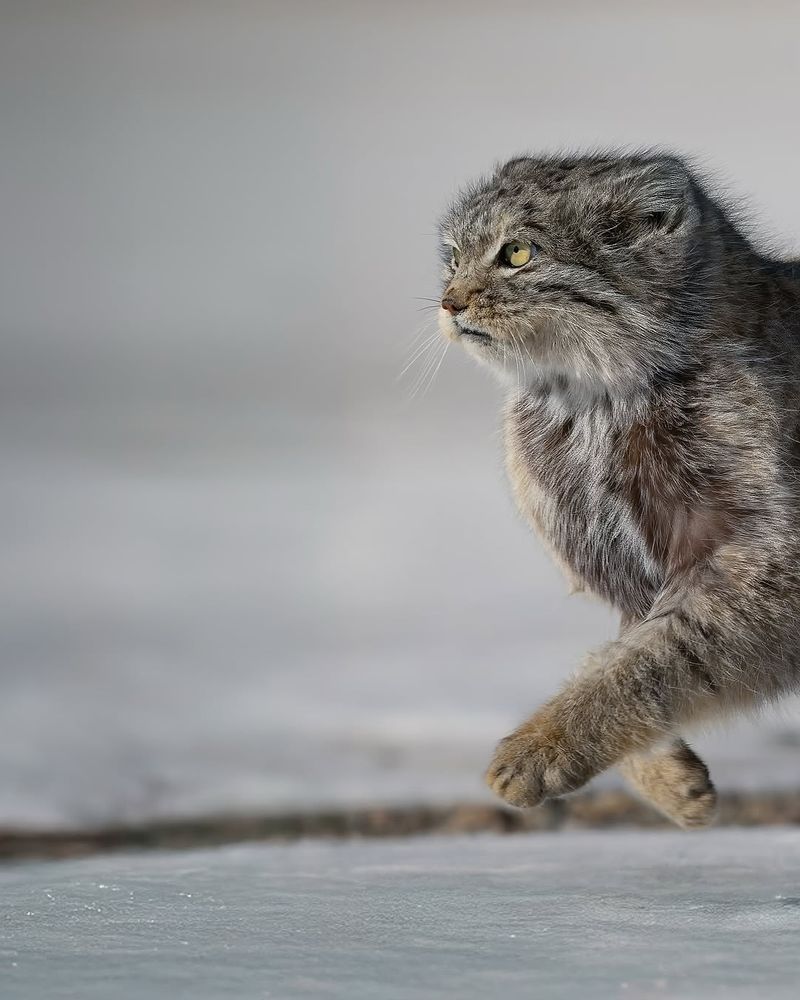 Pallas’s Cat