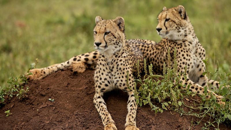 Panthera & Wilderness Safaris – Kafue National Park, Zambia