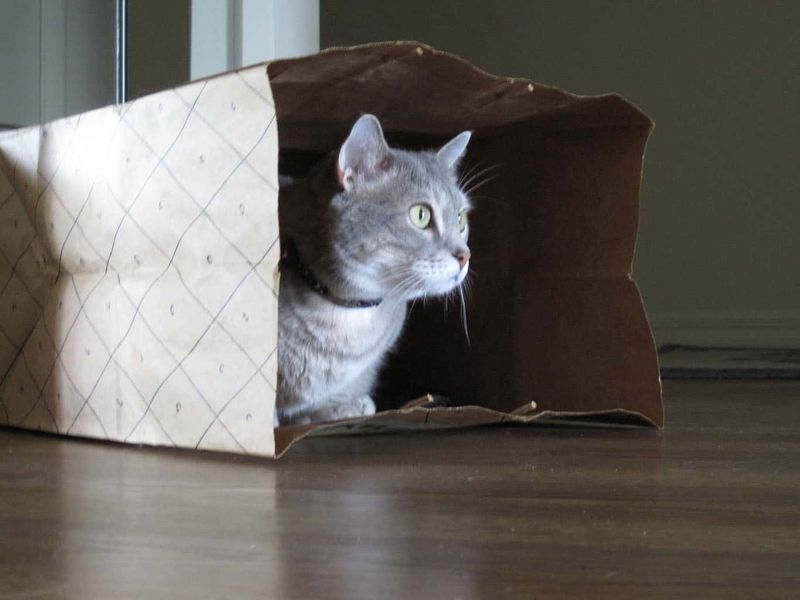 Paper Bags