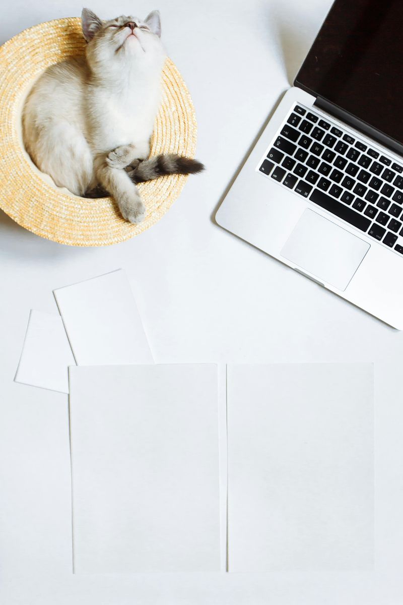 Paper and Laptop Occupation