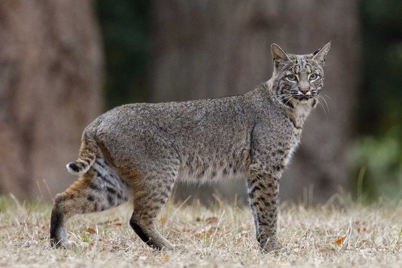 Patrolling and Roaming Patterns