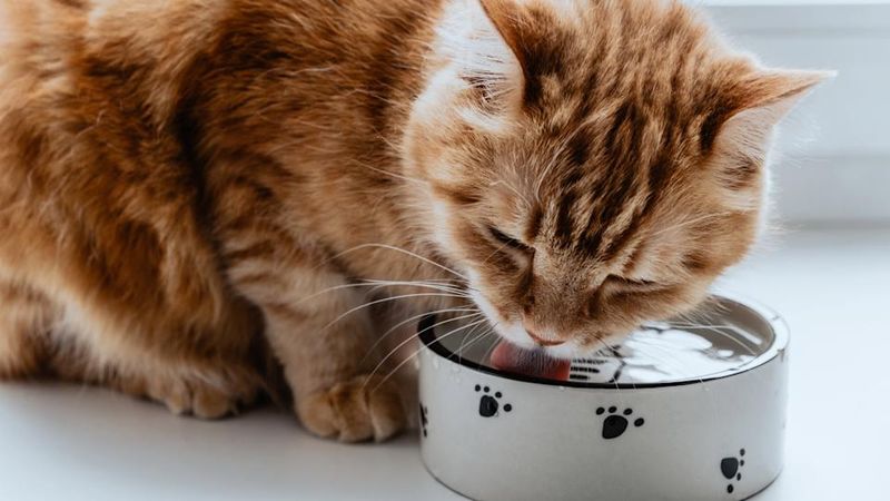 Pawing and Vocalizing