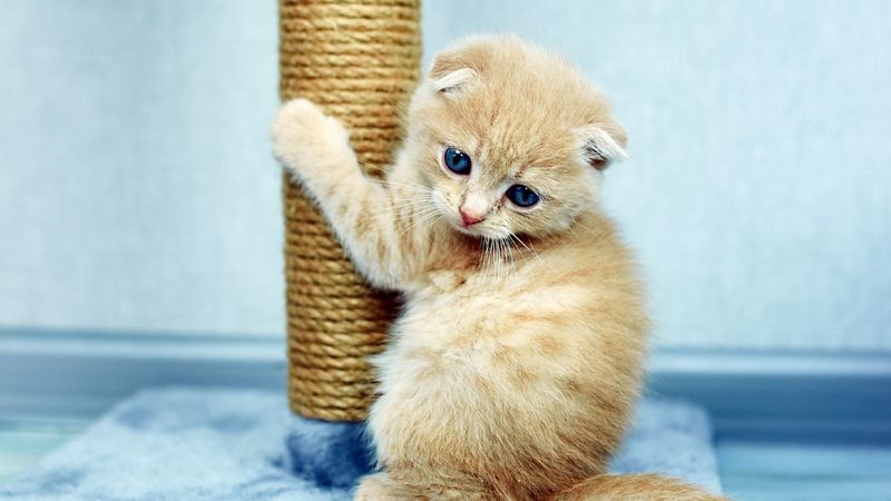 Pawing at Objects or You