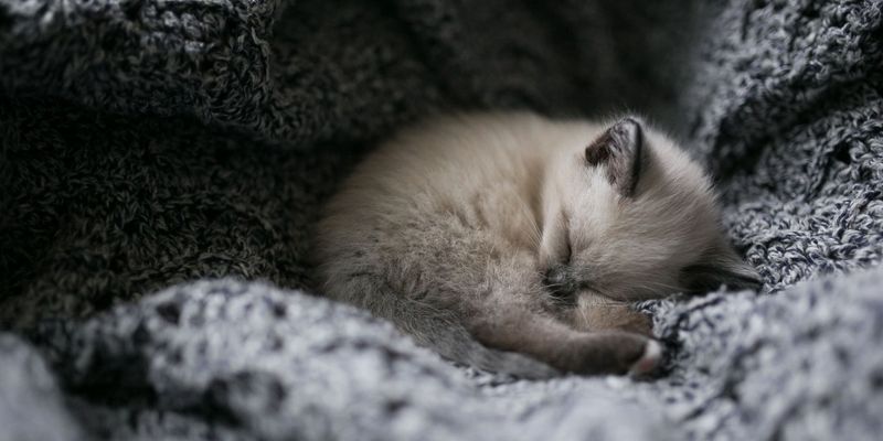 Peaceful Sleep Patterns