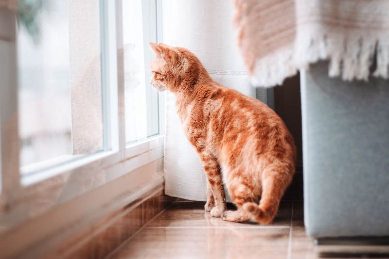 Peaceful Window Watching Together
