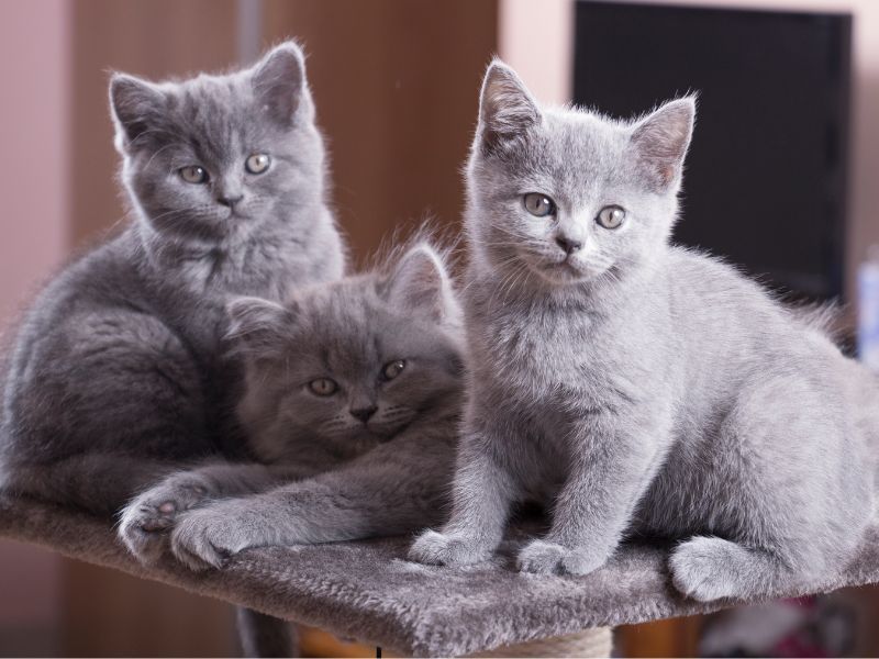 Perfect Family Companions