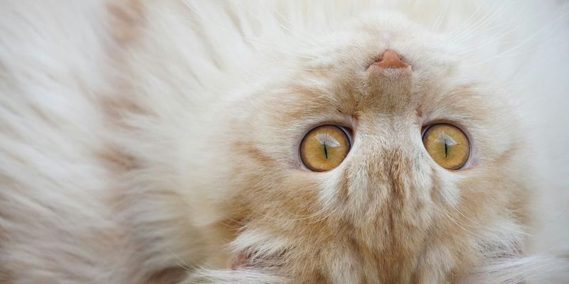Persian