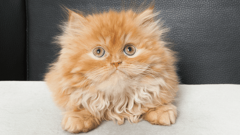 Persian