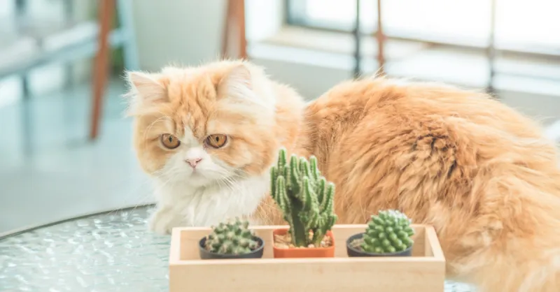 Persian