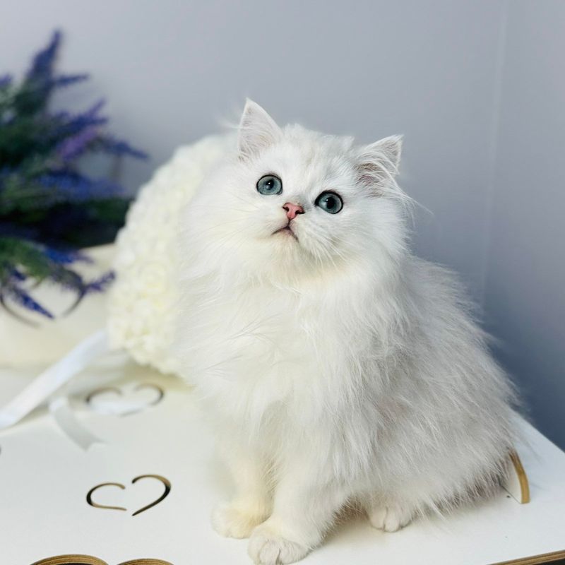 Persian