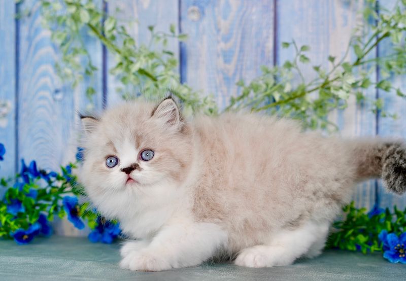 Persian