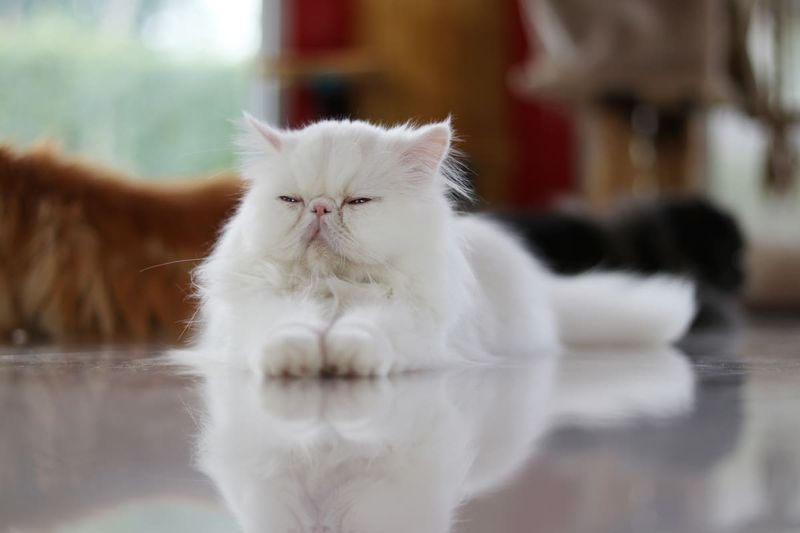 Persian