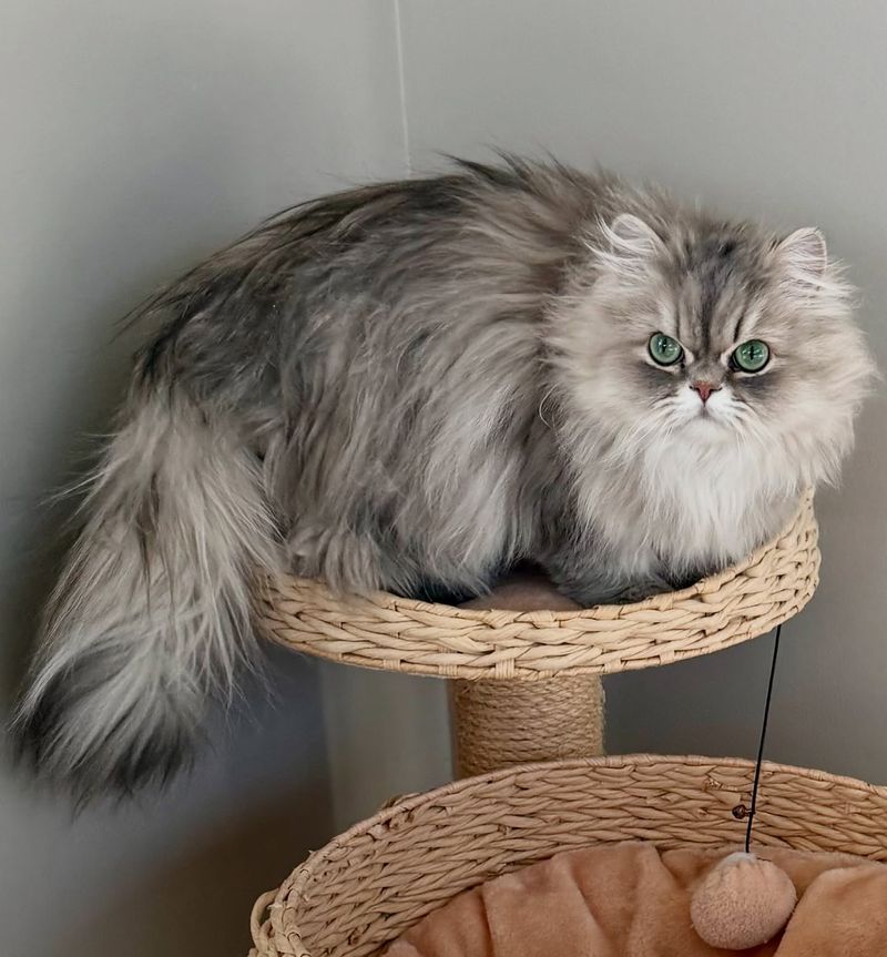 Persian