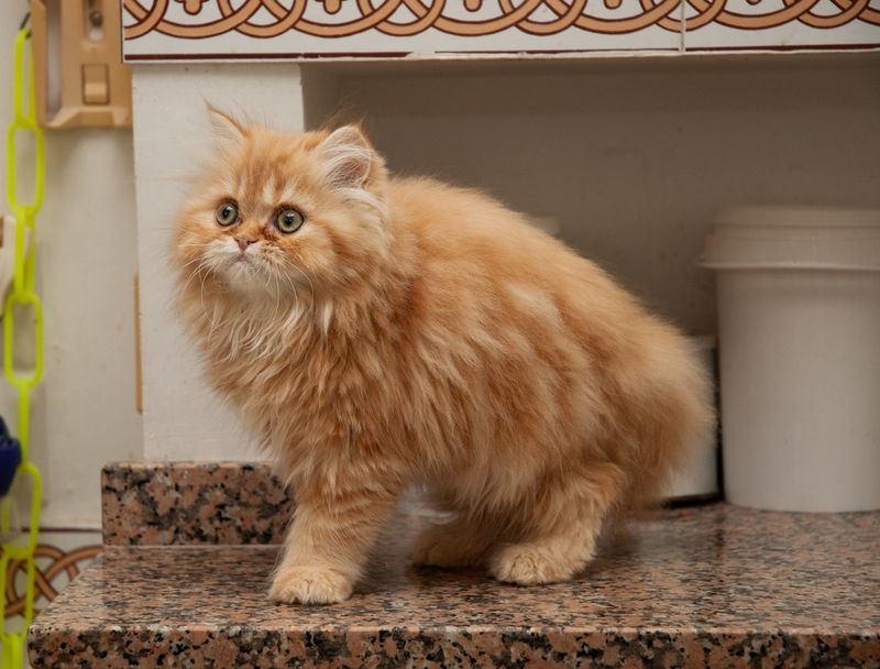 Persian