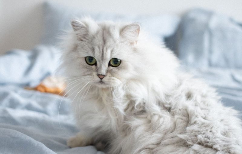 Persian